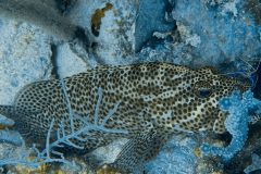 diveandtravel.de - Bonaire 2026