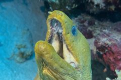 diveandtravel.de - Bonaire 2026