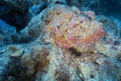 diveandtravel.de - Bonaire 2026