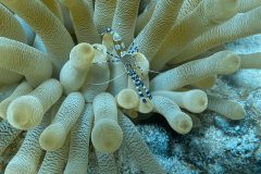 diveandtravel.de - Bonaire 2026