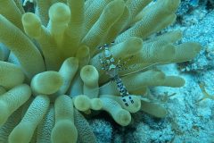 diveandtravel.de - Bonaire 2026