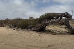 diveandtravel.de - Bonaire 2026