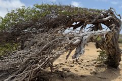 diveandtravel.de - Bonaire 2026