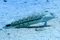 P8010022