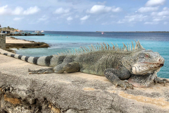 Jogi_Bonaire_2019-38a