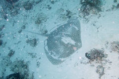 52a