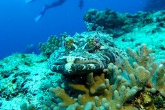 Maratua37