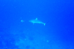 Maratua46