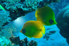 25-11-15-09-21-07-1089