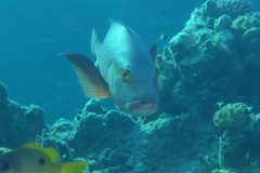 diveandtravel_coraya-bay_2025_002