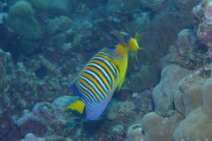 diveandtravel_coraya-bay_2025_003