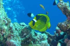 diveandtravel_coraya-bay_2025_004