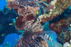 diveandtravel_coraya-bay_2025_005