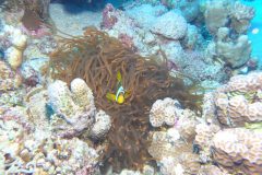 diveandtravel_coraya-bay_2025_006