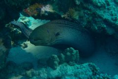 diveandtravel_coraya-bay_2025_007