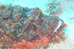 diveandtravel_coraya-bay_2025_008