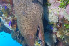 diveandtravel_coraya-bay_2025_009