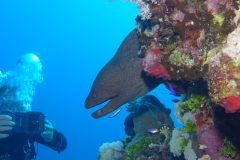 diveandtravel_coraya-bay_2025_010