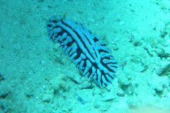 diveandtravel_coraya-bay_2025_011