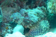 diveandtravel_coraya-bay_2025_014