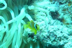 diveandtravel_coraya-bay_2025_015