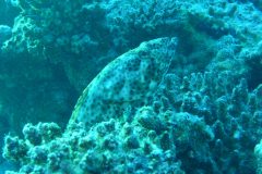 diveandtravel_coraya-bay_2025_016
