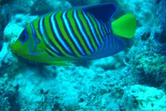 diveandtravel_coraya-bay_2025_018