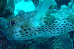 diveandtravel_coraya-bay_2025_019