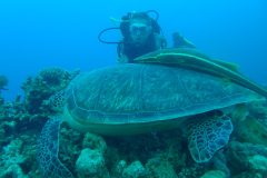 diveandtravel_coraya-bay_2025_020