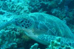 diveandtravel_coraya-bay_2025_021