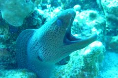 diveandtravel_coraya-bay_2025_022
