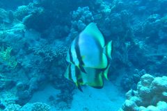 diveandtravel_coraya-bay_2025_023