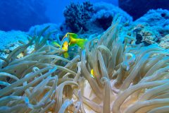 Anemonenfische