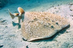 diveandtravel_coraya-bay_2025_028