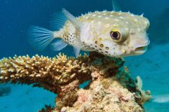 diveandtravel_coraya-bay_2025_029