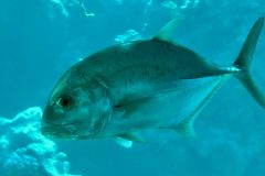 diveandtravel_coraya-bay_2025_030