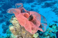 diveandtravel_coraya-bay_2025_031