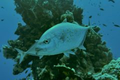 diveandtravel_coraya-bay_2025_032