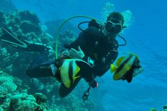 Falter- Wimpelfische