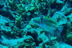 diveandtravel_coraya-bay_2025_034