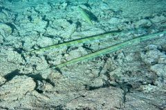 diveandtravel_coraya-bay_2025_035