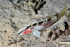 diveandtravel_coraya-bay_2025_036