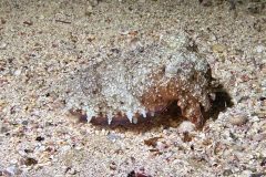 diveandtravel_coraya-bay_2025_037