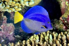 diveandtravel_coraya-bay_2025_038