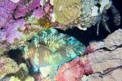 diveandtravel_coraya-bay_2025_039