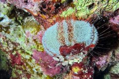 diveandtravel_coraya-bay_2025_040