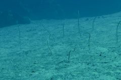 diveandtravel_coraya-bay_2025_041