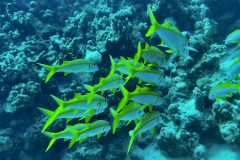 diveandtravel_coraya-bay_2025_042