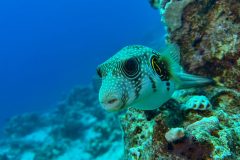 diveandtravel_coraya-bay_2025_043