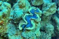 diveandtravel_coraya-bay_2025_044